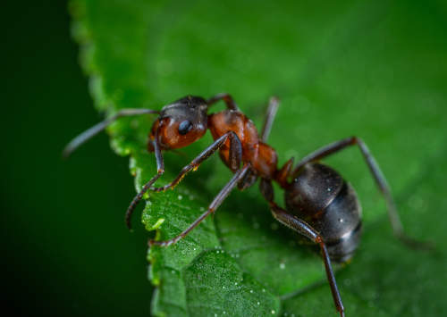 A single ant on a green leaf