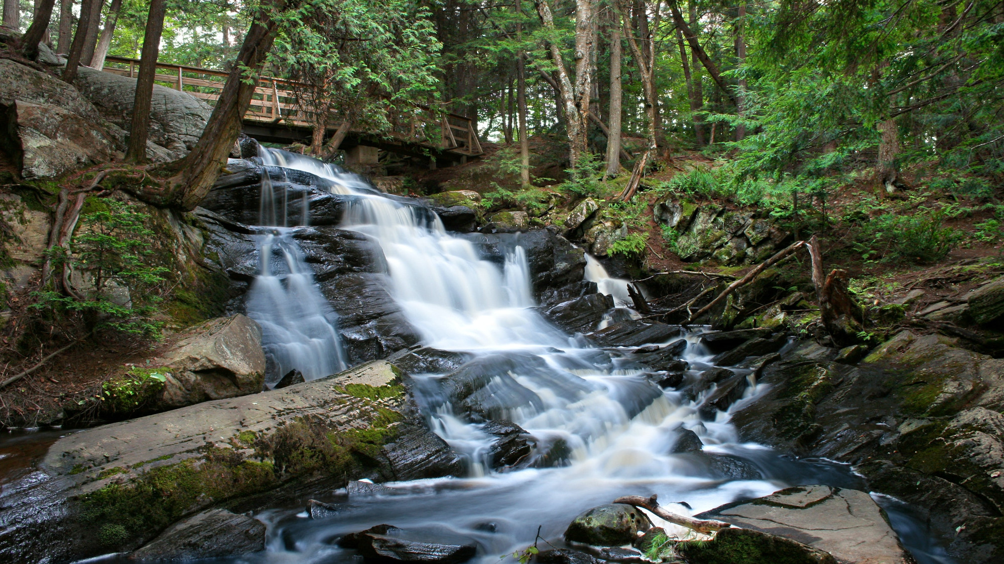 A small stream in the woods